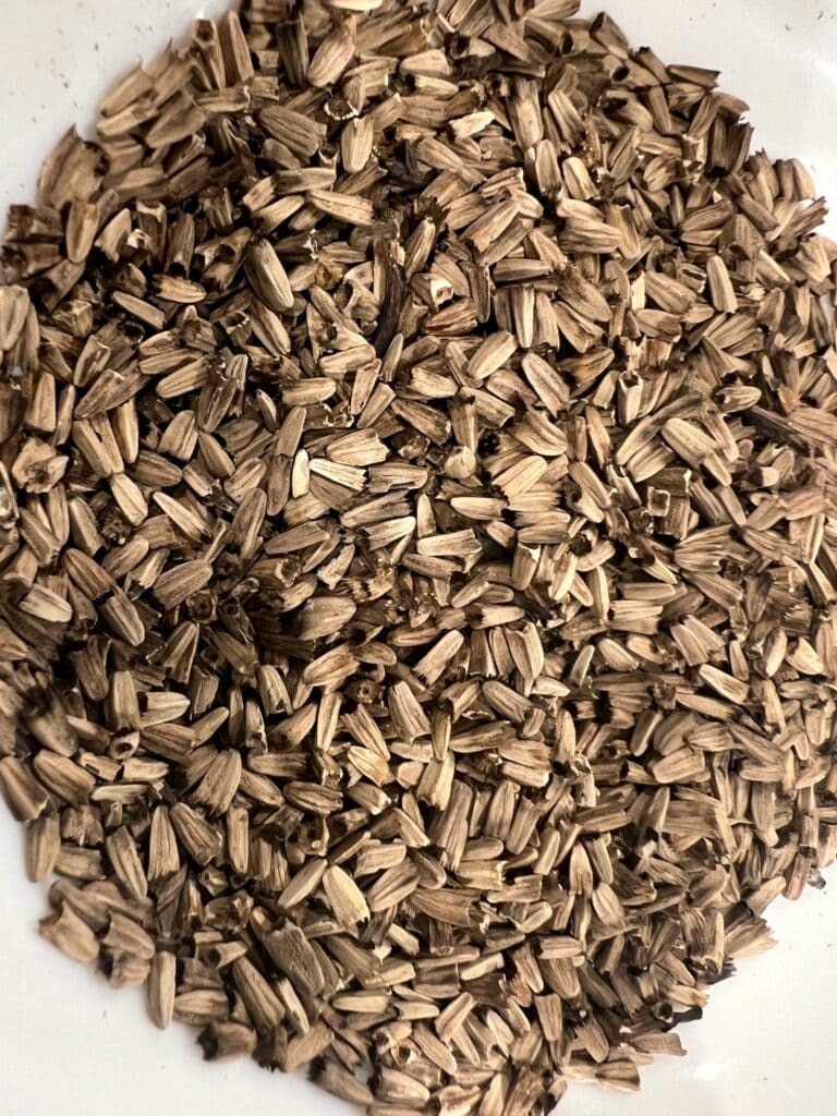 A pile of Echinacea seeds