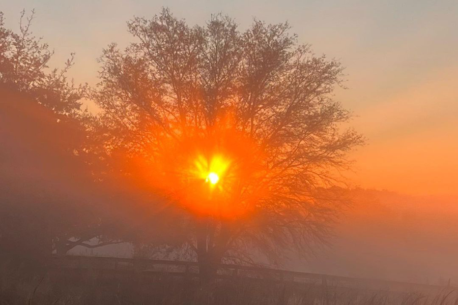 Sun rising behind tree on foggy morning with colorful sky and fence on farm